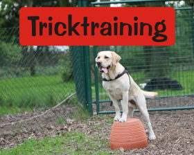 Tircktraining im Ticketsystem