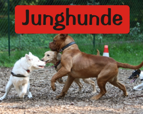 KursJunghunde