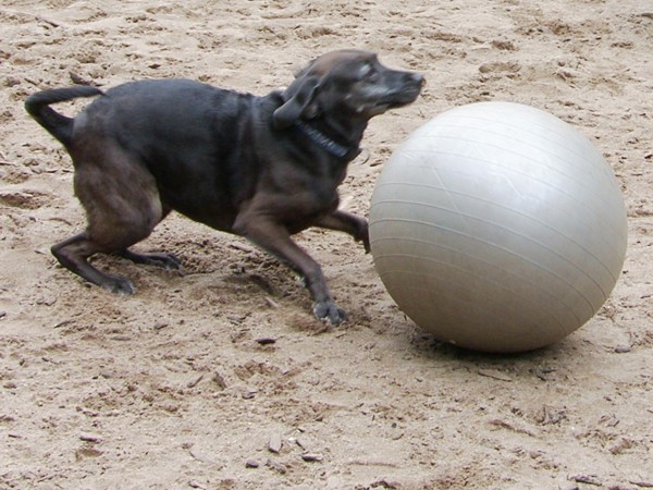 Treibball